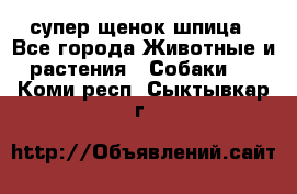 супер щенок шпица - Все города Животные и растения » Собаки   . Коми респ.,Сыктывкар г.